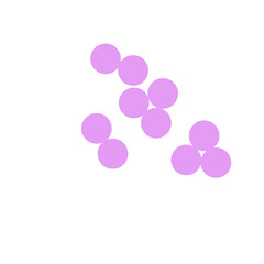 staphylococcus aureus bacteria