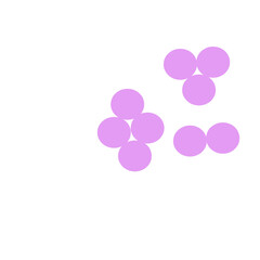 staphylococcus aureus bacteria
