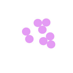 staphylococcus aureus bacteria