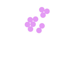 staphylococcus aureus bacteria