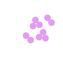 staphylococcus aureus bacteria