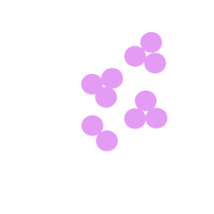 staphylococcus aureus bacteria