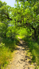 A narrow spring trail winds through lush greenery and trees under a clear blue sky, offering a peaceful path for nature walks and outdoor exploration.  
📍Kolij - Kulich, Sarvabad 