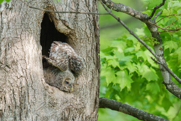 エゾフクロウの雛