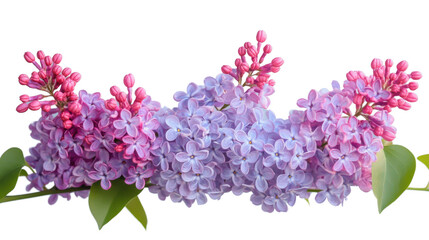 Obraz premium Blooming lilac branch with pink and purple flowers on transparent background