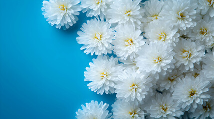 White Chrysanthemums on Blue Background