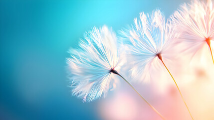White Dandelion Seed Heads on a Soft Blue Background