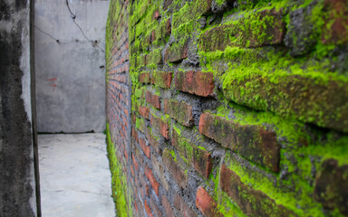 old brick wall covered in moss