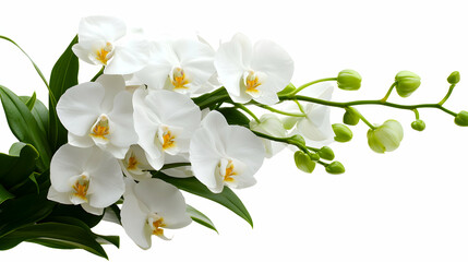 Fototapeta premium White Phalaenopsis Orchid Branch with Green Leaves
