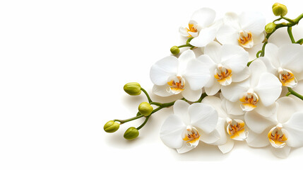 Obraz premium White Phalaenopsis Orchid Branch on White Background