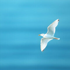 White Seagull in Flight Over Blue Ocean