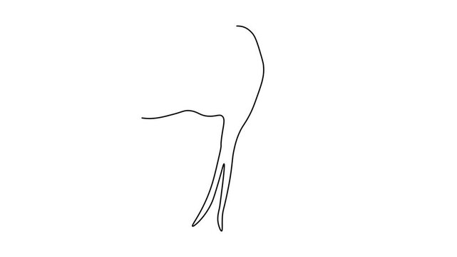 Abstract bird sitting on a wire, swallow,swift,  Self drawing animation one continuous line draw, logo