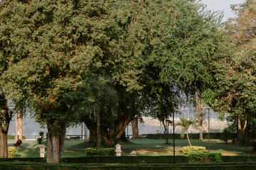 Big tree in the park morning sunlight