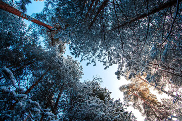 Coniferous forest. A view from below of the crowns, treetops and blue sky. Silhouettes, tree trunks...