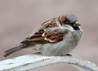 Close-up of an adult male house sparrow perched on a metal fence in an old park. Soft selective focus. Blurred light background.