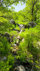 Obraz premium A lush green forest with rocks and a stream under a clear blue sky. 📍Hawraman Takht, Kurdistan 