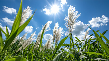 Obraz premium Sunny day, pampas grass field, blue sky, clouds