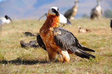BEARDED VULTURE (Gypaetus barbatus) .  highly endangered . at a safe feeding site in the drakensberg, 