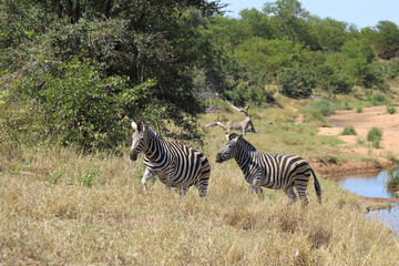 Steppenzebra / Burchell's zebra / Equus quagga burchellii