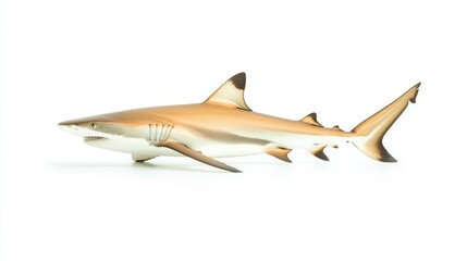 Fototapeta premium Close-up of a blacktip reef shark isolated on white background.