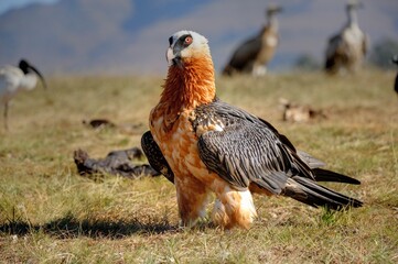 BEARDED VULTURE (Gypaetus barbatus) .  highly endangered . at a safe feeding site in the drakensberg, 