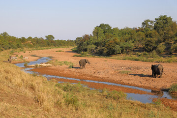Obraz premium Afrikanischer Elefant im Tsendze River/ African elephant in Tsendze River / Loxodonta africana
