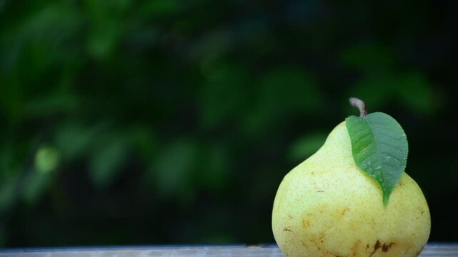Close up of Pear near tree. Fresh juicy pears. Organic pears in natural environment. Crop of pears in summer garden. Beautiful natural pears. summer or autumn harvest