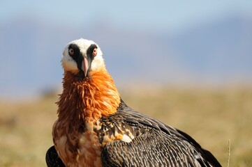 BEARDED VULTURE (Gypaetus barbatus) .  highly endangered . at a safe feeding site in the drakensberg, 