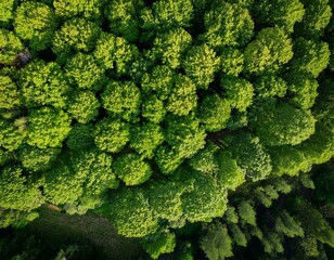 Aerial top view of green trees in forest. Green tree nature background for carbon neutrality and net zero emissions concept. Drone view of green tree captures CO2 to Sustainable green environment.