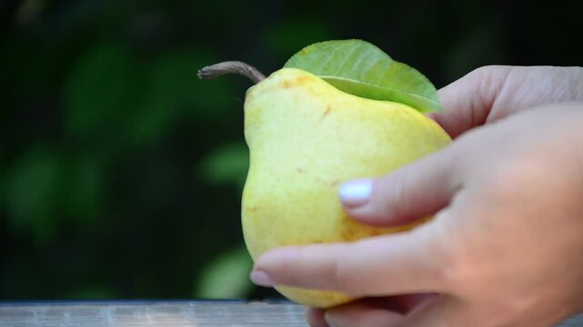 Close up of Pear near tree. Fresh juicy pears. Organic pears in natural environment. Crop of pears in summer garden. Beautiful natural pears. summer or autumn harvest