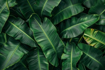 photo background of green banana leaves, forest