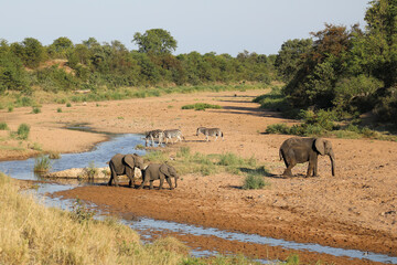 Obraz premium Afrikanischer Elefant und Steppenzebra im Tsendze River/ African elephant and Burchell's zebra in Tsendze River / Loxodonta africana et Equus quagga burchellii.