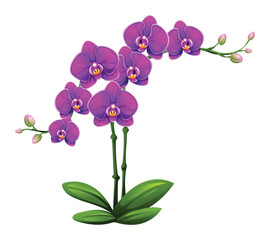 Purple orchid flowers with bright petals and green leaves. Vector illustration © YG Studio