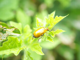 Melon Tortoise, is sticking on the pumpkin leaves. closeup photo, blurred.