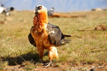 BEARDED VULTURE (Gypaetus barbatus) .  highly endangered . at a safe feeding site in the drakensberg, 
