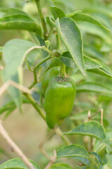 fresh green chili on plant closeup, chili plants in organic farming, Chilies closeup in field, Green chili plant in a farmer's field, Ripe green chili on a plant in Chakwal, Punjab, Pakistan