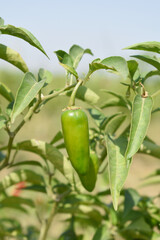 fresh green chili on plant closeup, chili plants in organic farming, Chilies closeup in field, Green chili plant in a farmer's field, Ripe green chili on a plant in Chakwal, Punjab, Pakistan