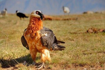 BEARDED VULTURE (Gypaetus barbatus) .  highly endangered . at a safe feeding site in the drakensberg, 
