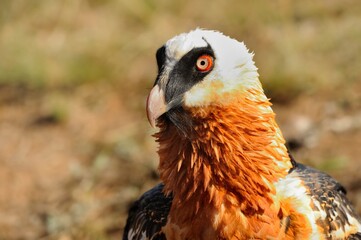BEARDED VULTURE (Gypaetus barbatus) .  close up detail of face and plumage.  highly endangered .