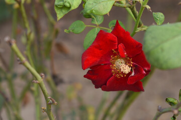 Beautiful red rose flower closeup in garden, A very beautiful red rose flower bloomed on the rose tree, Rose flower closeup, bloom flowers, Natural spring flower, Natural floral background,