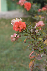 Beautiful red rose flower closeup in garden, A very beautiful red rose flower bloomed on the rose tree, Rose flower closeup, bloom flowers, Natural spring flower, Natural floral background,