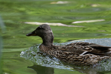 duck on the water