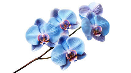 Blooming blue orchid flowers with transparent background