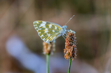 butterfly on a flower