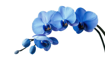 Plakat Blooming blue orchid flowers with transparent background