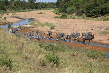 Streifengnu und Steppenzebra im Tsendze River/ Blue wildebeest and Burchell's zebra in Tsendze...