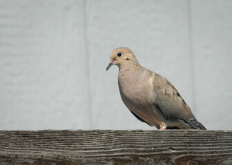 Mourning Dove on the Fence 01