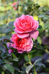 Beautiful pink rose flower closeup in garden, A very beautiful pink rose flower bloomed on the rose tree, Rose flower closeup, bloom flowers, Natural spring flower, Natural floral background, 