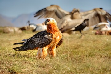 BEARDED VULTURE (Gypaetus barbatus) .  highly endangered . at a safe feeding site in the drakensberg, 