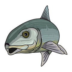 bonefish fishing illustration logo vector image t shirt